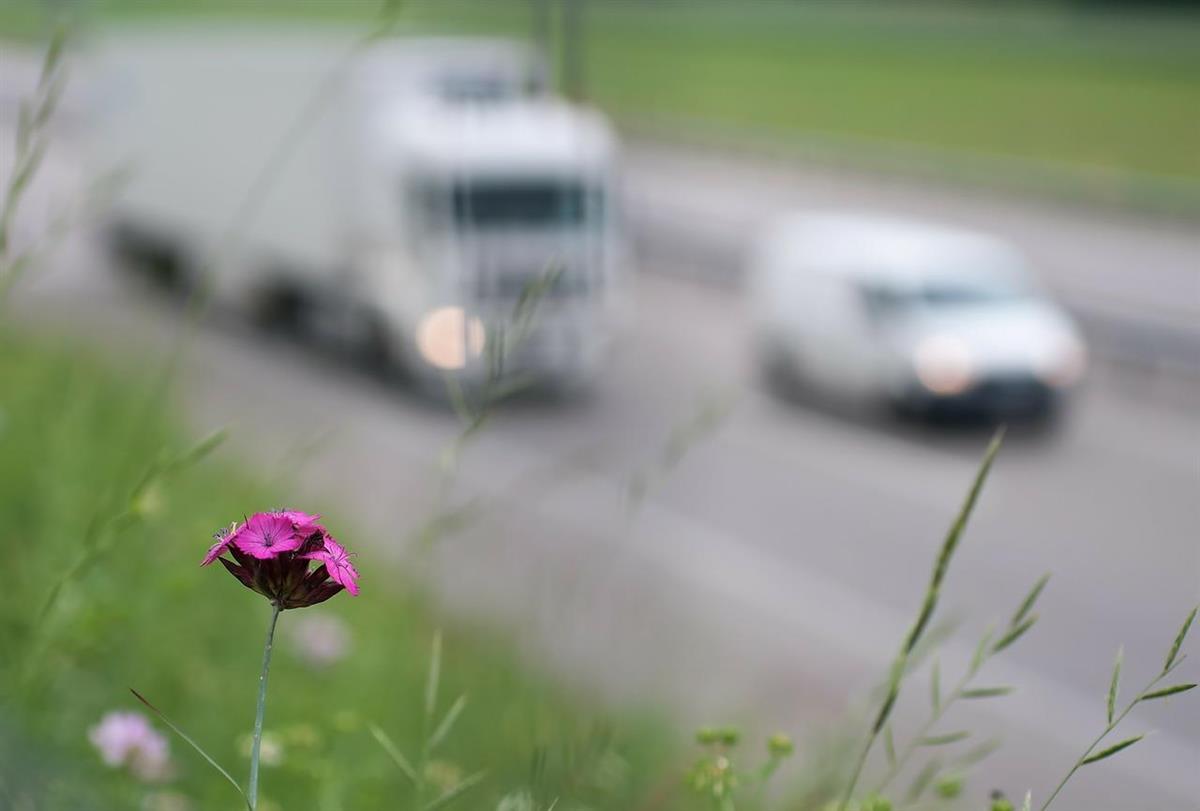 Bilde av en blomst i fokus med en trafikkert vei i bakgrunnen. - Klikk for stort bilde