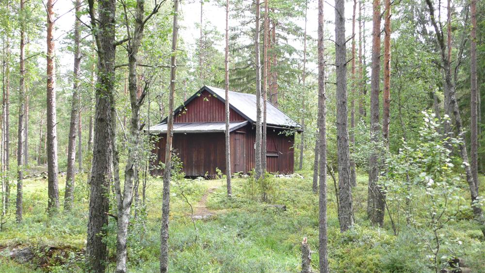 skog, trær og en brun enkel bygning - Klikk for stort bilde