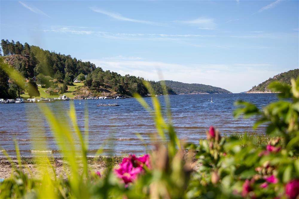 I forgrunn ute av fokus ser man grønne planter og rosa blomster, i bakgrunn i fokus ser man vann og sand. - Klikk for stort bilde